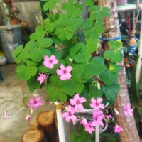 Детелини цъфтящи розово, снимка 2 - Градински цветя и растения - 34949387