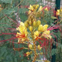 Цезалпиния, снимка 3 - Градински цветя и растения - 26153946