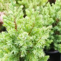 Хвойна Стрикта, Juniperus Stricta!!!, снимка 4 - Градински цветя и растения - 39272499