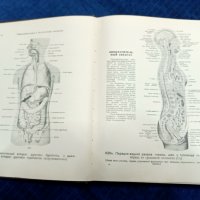 Атлас анатомии человека, снимка 4 - Антикварни и старинни предмети - 43818672