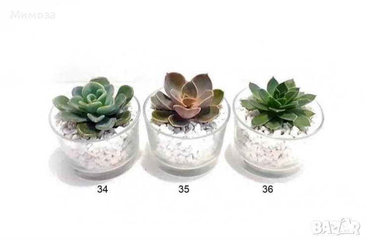 Сукуленти подаръци, снимка 1