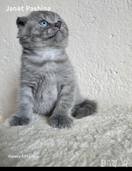 Чистокръвни британски котенца, снимка 1
