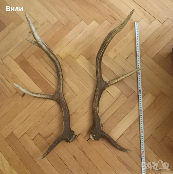 рога от елен, снимка 1