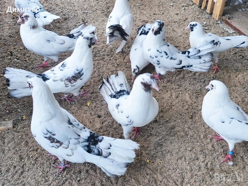 Закъртени гълъби , снимка 1