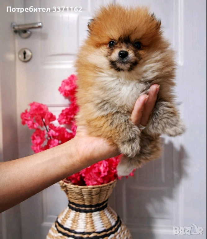  мини померан, снимка 1