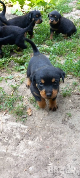 малки сладки ротвайлери , снимка 1