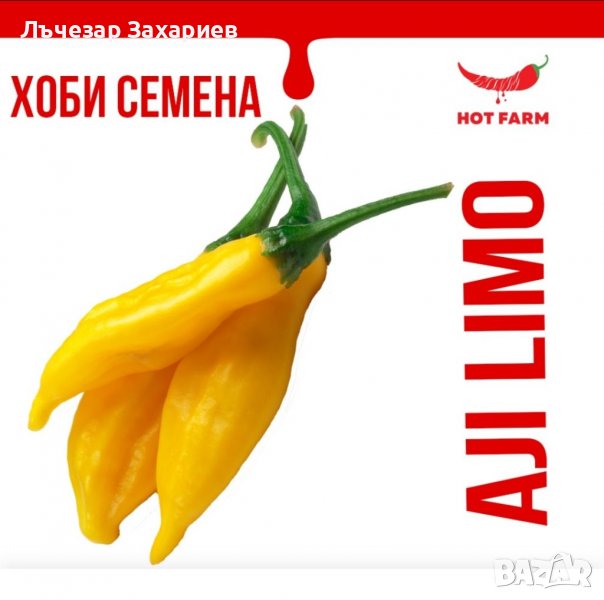 Aji Limo – Сортът “Aji Limo”, известен още като Aji Lemon, Aji Lemon Drop, Aji Hot Lemon, Peru Yello, снимка 1