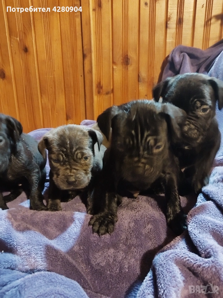 кане корсо бебета, снимка 1