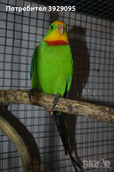 Различни видове Папагали , снимка 1