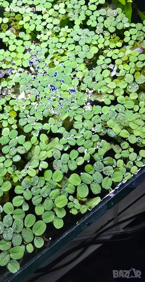 Аквариумно разстение - Salvinia Natans , снимка 1