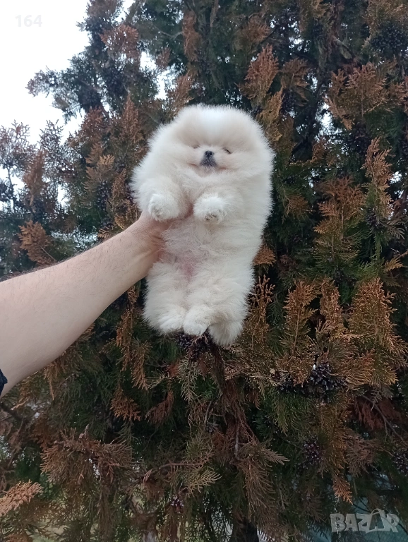 Прекрасно женско Померанче. Мини Померан. Реални снимки от 24.01.26 г. , снимка 1