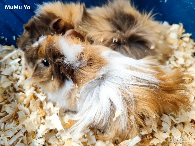 Морски свинчета , снимка 1