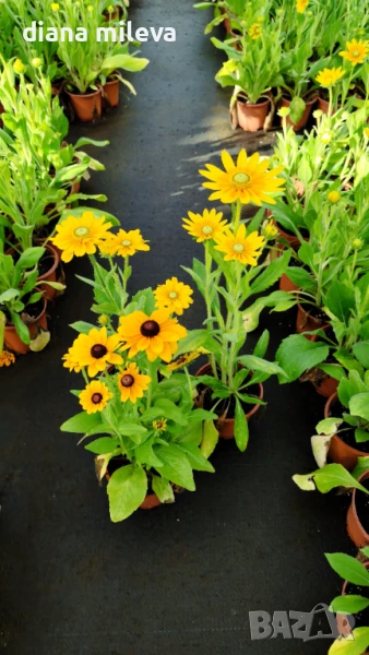 Промо пакет от 3 различни сорта Рудбекии, студоустойчиви!!, снимка 1