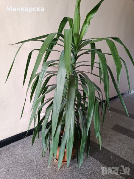 Юка продавам, снимка 1