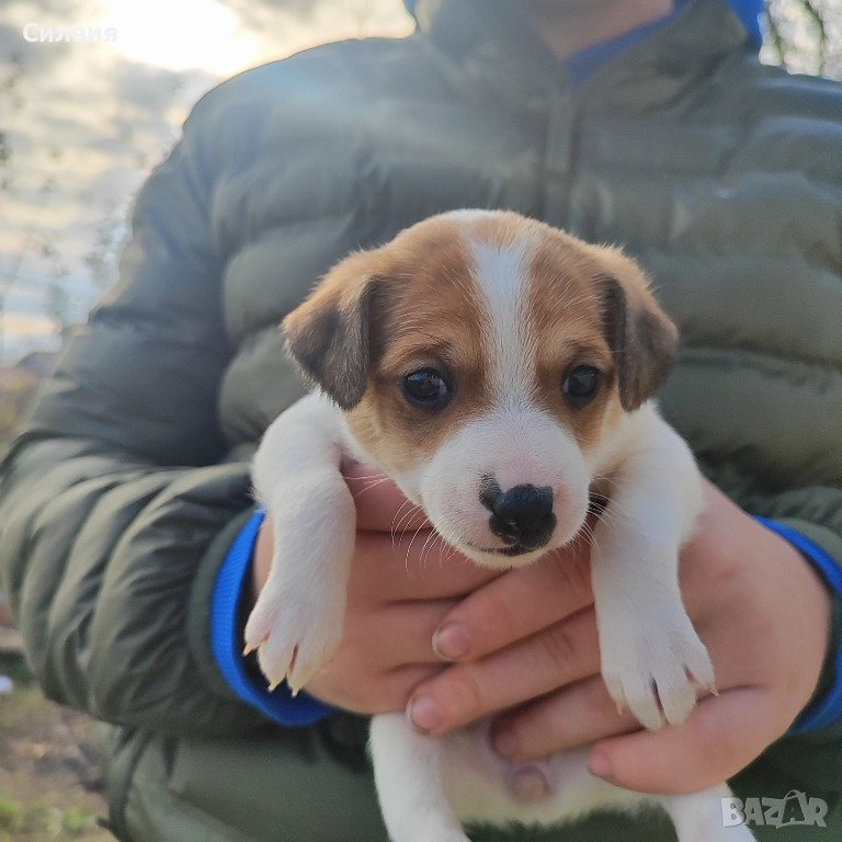 Джак Ръсел женско кученце , снимка 1