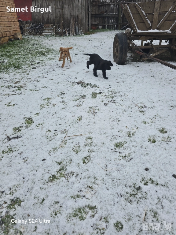 Prodavam koker na tiring meseca Jenson ima vaksa namirase v selo pet mogili oblas sumen t 0892773368, снимка 1