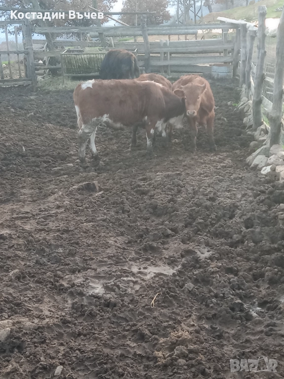 Продавам телета, снимка 1