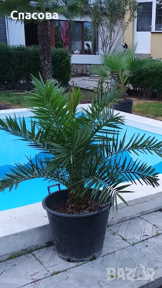 Финикова палма - различни големини, снимка 1