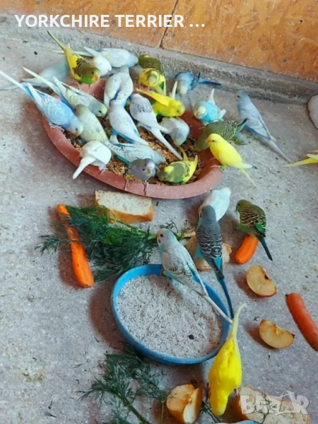 Вълнисти папагали РАЗПРОДАЖБА, снимка 1