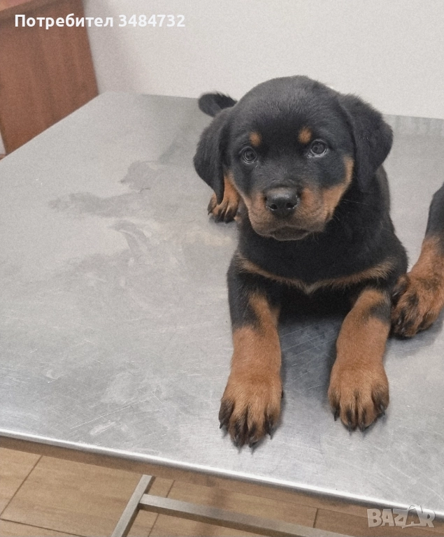 Женско ротвайлерче, снимка 1