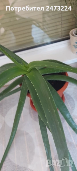 Алое вера големи растения, снимка 1