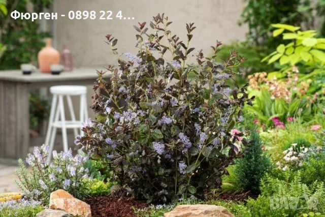 Цеанотусът (Ceanothus) или калифорнийският люляк Налични 3 вида, снимка 3 - Разсади - 49944023