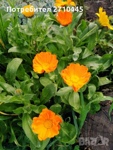 Семена от тагетис, невен, ирис, здравц, цветя, снимка 8 - Сортови семена и луковици - 42770469