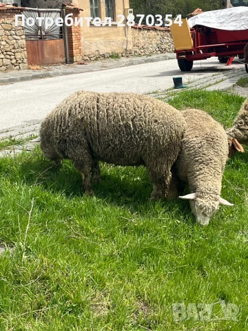 Ил Дьо Франс, снимка 8 - Овце - 50585537