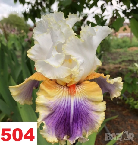 Сортови вискоки ириси /брадати ириси, снимка 3 - Сортови семена и луковици - 46410730