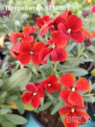 💚🩷💚 Шибой - Sugar Rush Mix, снимка 8 - Градински цветя и растения - 52084869