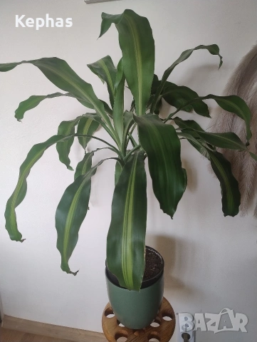 голяма палма, снимка 2 - Стайни растения - 53379046