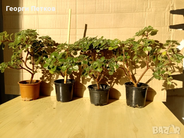 Дърво на Парите (Айхризон), с височина около 20-25 см., снимка 3 - Стайни растения - 53235084