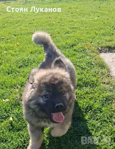 Кавказка Овчарка , снимка 5 - Кавказка овчарка - 52462694
