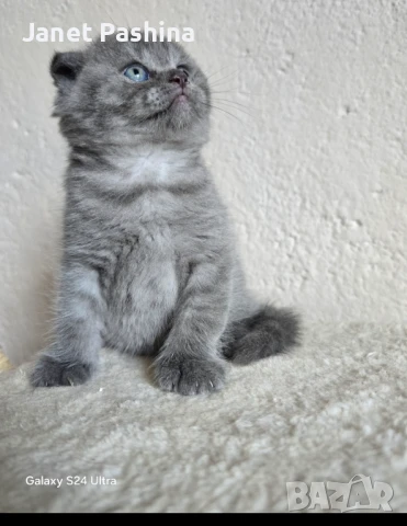 Чистокръвни британски котенца