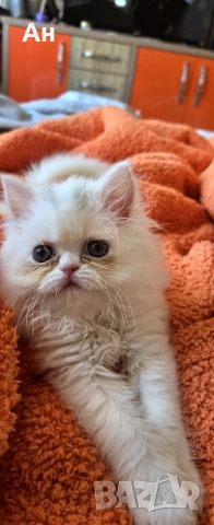 Персийско котенце, снимка 2 - Персийска - 52951320