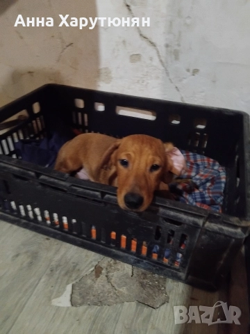 продавам две дакелчета мъжки, снимка 2 - Дакели - 52919018