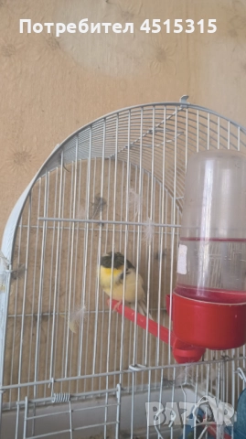 Male Canary Gloster, снимка 9 - Канари - 52115676