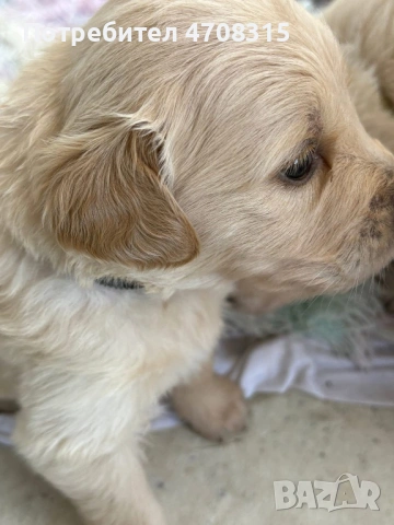 Голдън ретривър момче , снимка 6 - Голдън ретривър - 53384772