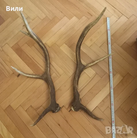 рога от елен