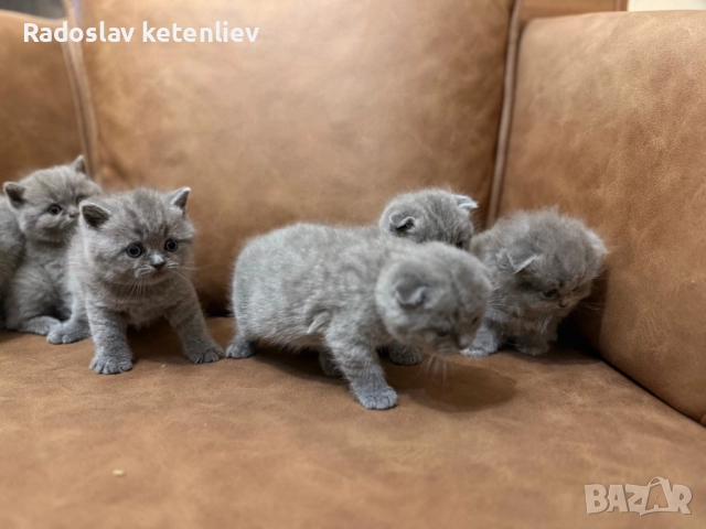 Шотландска клепоуха , снимка 7 - Британска късокосместа - 52379618