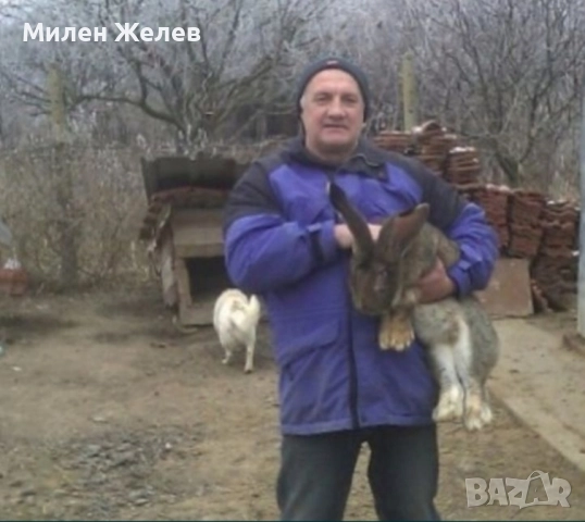Продавам зайци порода БЕЛГИЙСКИ ВЕЛИКАН чистокръвни,цена по договаряне, снимка 12 - Други - 52084319