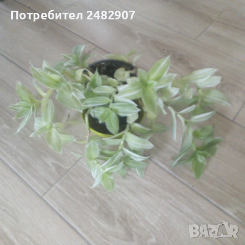 Традесканция , снимка 6 - Стайни растения - 52350279