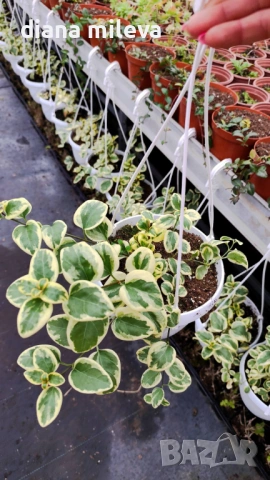 Кошница с вариегатна Винка, Vinca major Variegata, снимка 4 - Градински цветя и растения - 53249593