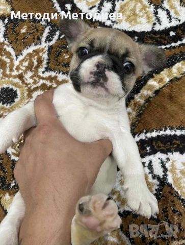 Френски булдог, снимка 3 - Френски булдог - 53106994