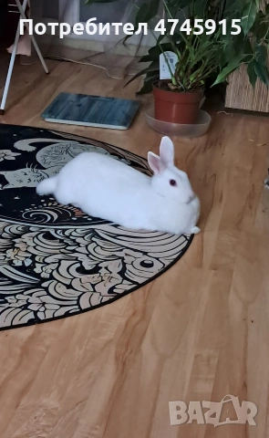 Подарявам декоративно зайче , снимка 3 - Декоративни зайчета - 53586707