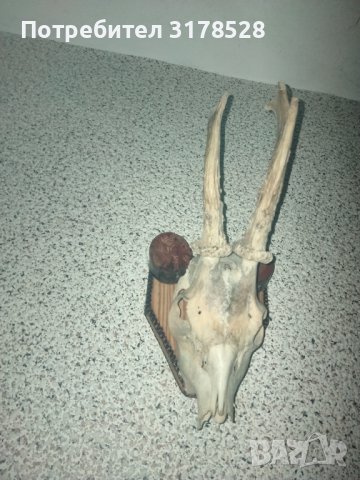 Рога от сръндак , снимка 7 - Декорация за дома - 39768466