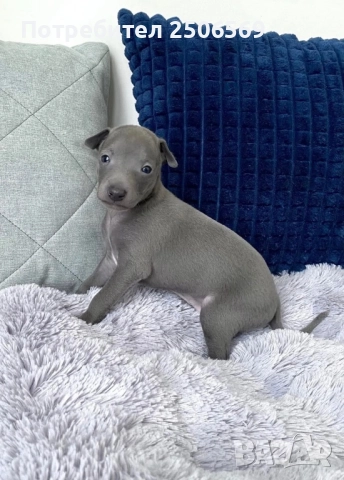 Продавам кученца италианска хрътка, снимка 13 - Хрътка - 52861468