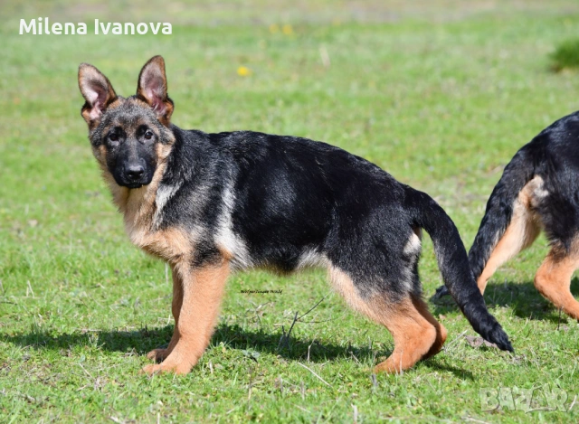 Немски овчарки с родословие , снимка 2 - Немска овчарка - 53336696
