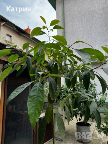 Дръвче Авокадо, снимка 4 - Градински цветя и растения - 51643194