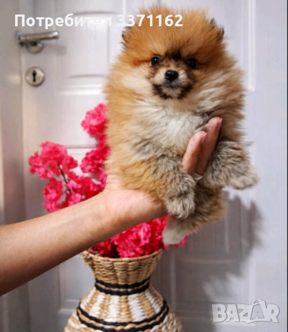  мини померан